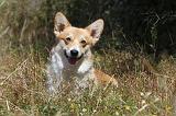 CORGI PEMBROKE 011